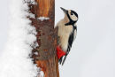 09-8915 Female Great Spotted Woodpecker Dendrocopus major Feeding on Snow Covered Tree Trunk
